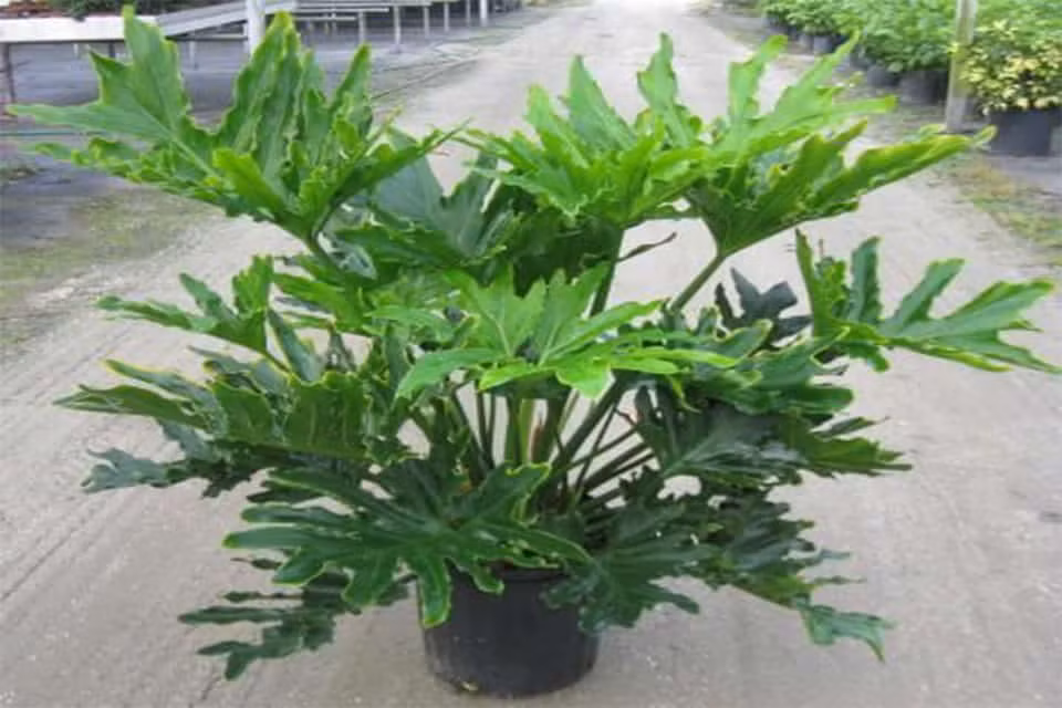 2. Cây Trầu bà thanh xuân: Trầu bà thanh xuân (Philodendron bipinnatifidum) cũng tương tự như trầu bà lá xẻ, là một loại cây xanh rất nổi tiếng trên mạng. Lá cây to bản, xanh bóng. Lá xẻ thùy sâu tựa chân vịt, bẹ lá lớn ôm thân. Hoa của cây dạng mo nhỏ.