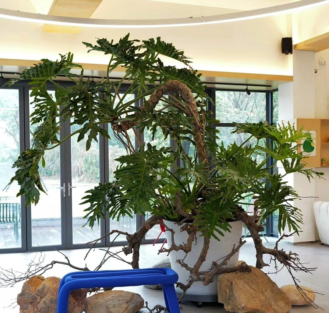 Theo phong thủy, trầu bà thanh xuân được xem là loài cây mang đến hồng phúc, tài lộc cho người trồng. Sự sum sê của tán lá giúp gia chủ thịnh vượng hơn về tài chính.Vẻ đẹp quyền uy của cây cảnh rất thích hợp với những người làm ở chức vụ cao, cầu mong sự thăng tiến.