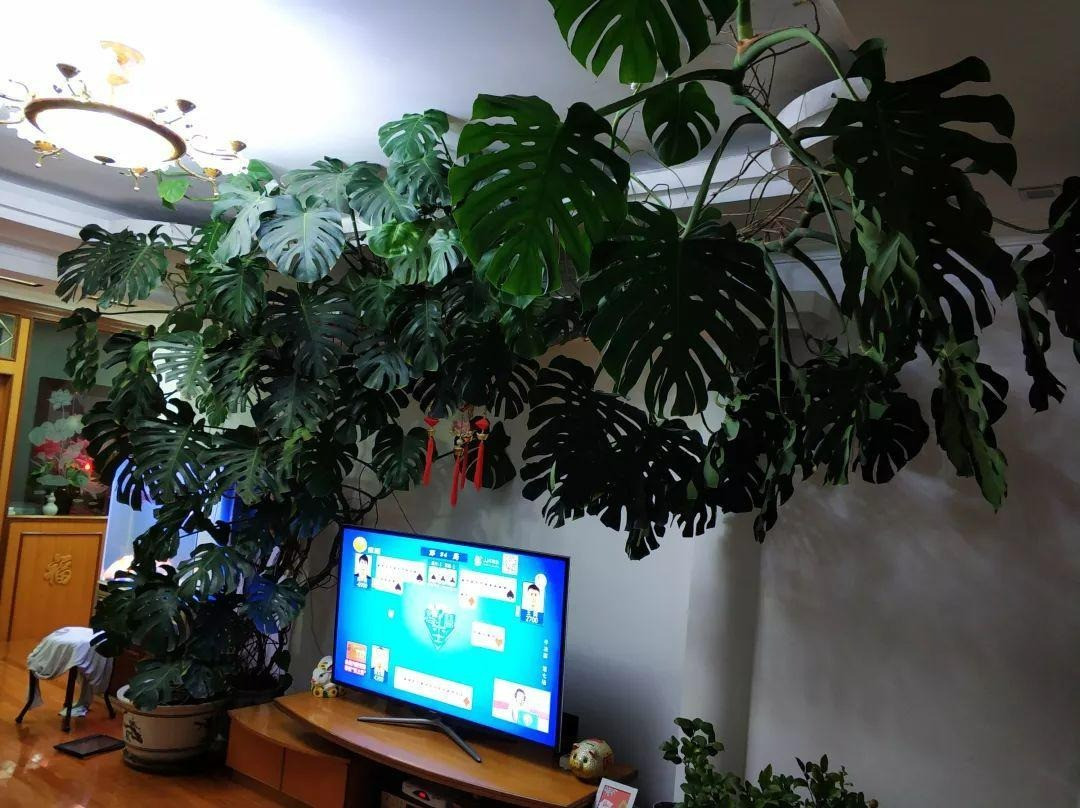 Ý nghĩa phong thủy của cây cảnh trầu bà lá xẻ cũng rất tốt, tượng trưng cho sức khỏe và sự trường thọ. Hình dáng như cánh quạt, phiến lá dài hình thùy như lông chim đối xứng đại diện sự cân bằng, sức sống mãnh liệt nên được gắn với ý nghĩa bình an, may mắn, vạn sự như ý nên rất được nhiều người ưa chuộng.