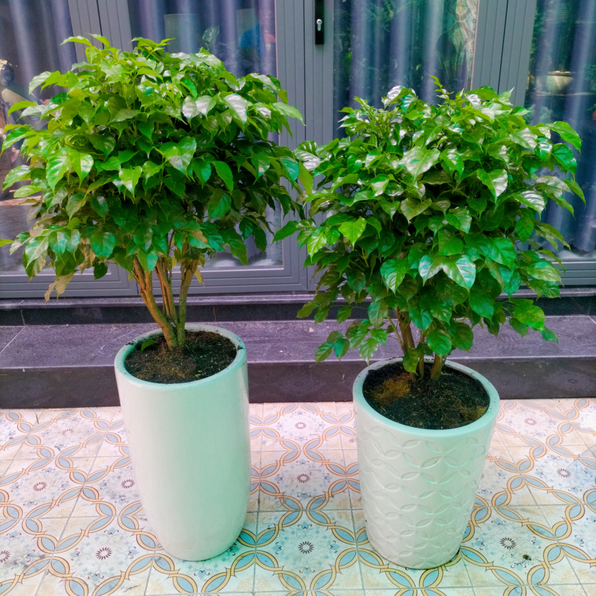 br/> Lá cây mọc xum xuê, có màu xanh non khi còn nhỏ và đậm dần lên khi trưởng thành, tạo thành màu xanh sáng bóng vô cùng bắt mắt. Rước 1 cây hạnh phúc về nhà, mọi người thường gửi gắm mong ước vào nó và hy vọng nó sẽ lan tỏa hạnh phúc trong cuộc sống của mình.