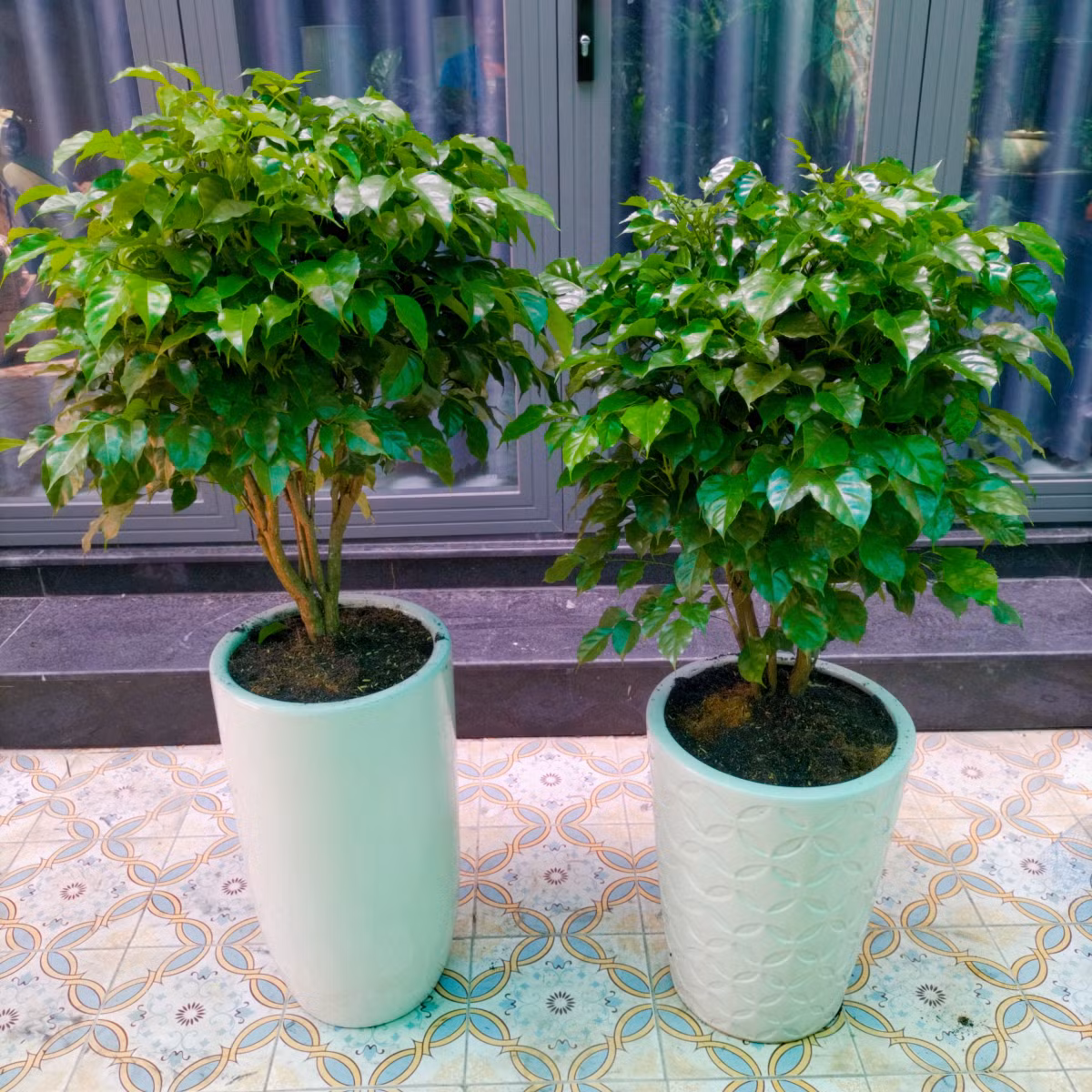 br/> Lá cây mọc xum xuê, có màu xanh non khi còn nhỏ và đậm dần lên khi trưởng thành, tạo thành màu xanh sáng bóng vô cùng bắt mắt. Rước 1 cây hạnh phúc về nhà, mọi người thường gửi gắm mong ước vào nó và hy vọng nó sẽ lan tỏa hạnh phúc trong cuộc sống của mình.