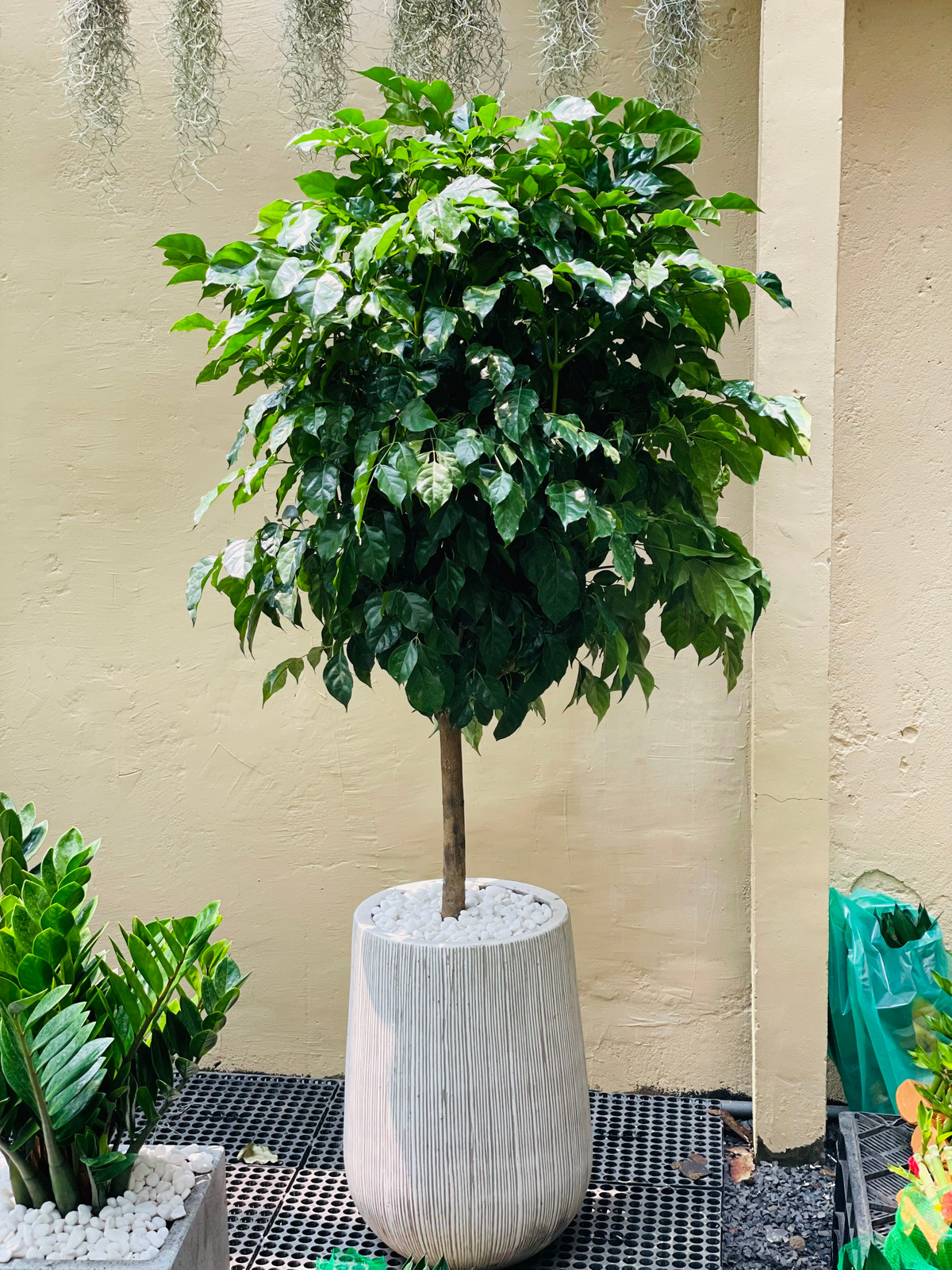 br/> Cây cảnh này có ý nghĩa phong thủy là giúp gia đình hòa thuận, hạnh phúc, tài lộc ngày càng vượng. Vì khi gia đình hòa thuận thì chúng ta gặp được may mắn, yên tổn mà kiếm tiền, giúp công việc phát đạt, lộc lá dồi dào.