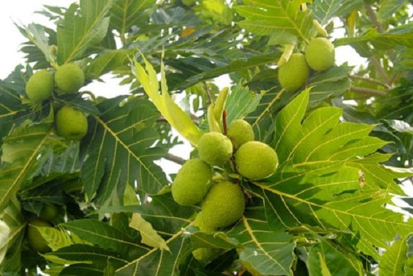 3. Cây sa kê: hay còn gọi là cây bánh mì có tên khoa học là Artocarpus altilis, là một loài cây gỗ có hoa trong họ Dâu tằm (Moraceae), cùng họ hàng với cây mít.