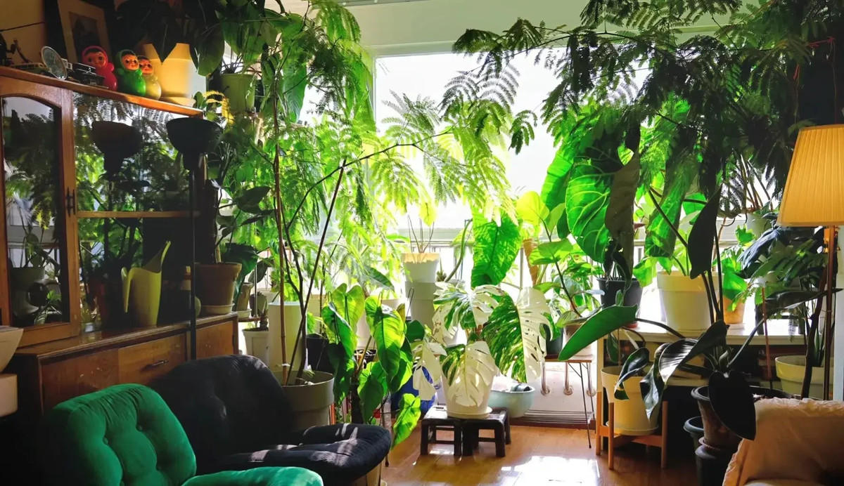 1. Cây cảnh: Trầu bà lá xẻ: Trầu bà lá xẻ (Monstera deliciosa) có những phiến lá to và xanh tươi, cực kỳ ấn tượng. Khi lá lớn lên sẽ tách ra những lỗ nhỏ giống như lưng rùa lại giống như phiến pho mai xanh khổng lồ.