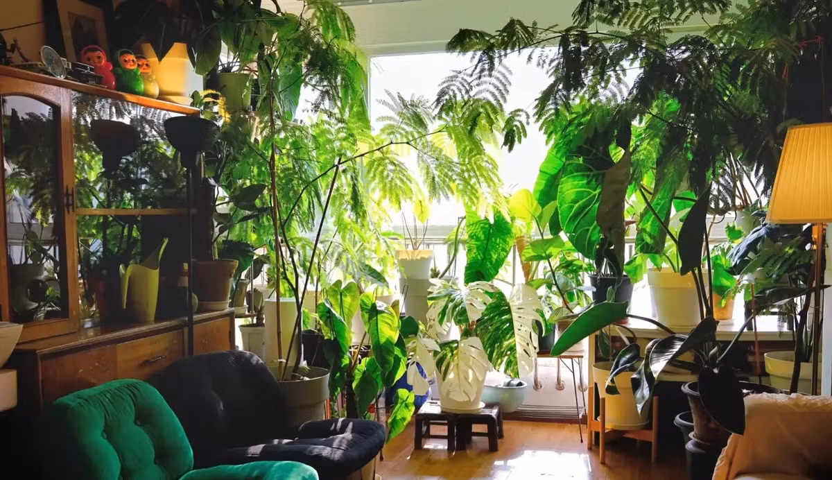 1. Cây cảnh: Trầu bà lá xẻ: Trầu bà lá xẻ (Monstera deliciosa) có những phiến lá to và xanh tươi, cực kỳ ấn tượng. Khi lá lớn lên sẽ tách ra những lỗ nhỏ giống như lưng rùa lại giống như phiến pho mai xanh khổng lồ.