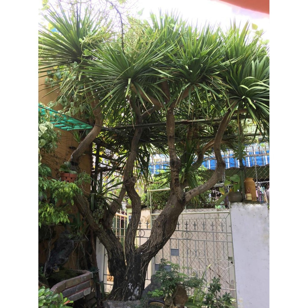 4. Cây Huyết rồng: Có nhiều tên gọi (đại lộc, phất dụ rồng, phát tài núi), tên khoa học là Dracaena draco L, thuộc họ thực vật Dracaenaceae – Bồng bồng. Hình dáng của cây cảnh này khá độc đáo, ấn tượng. Cây cảnh này cho cảm giác sang trọng, lịch lãm khi đặt chúng trong phòng khách.