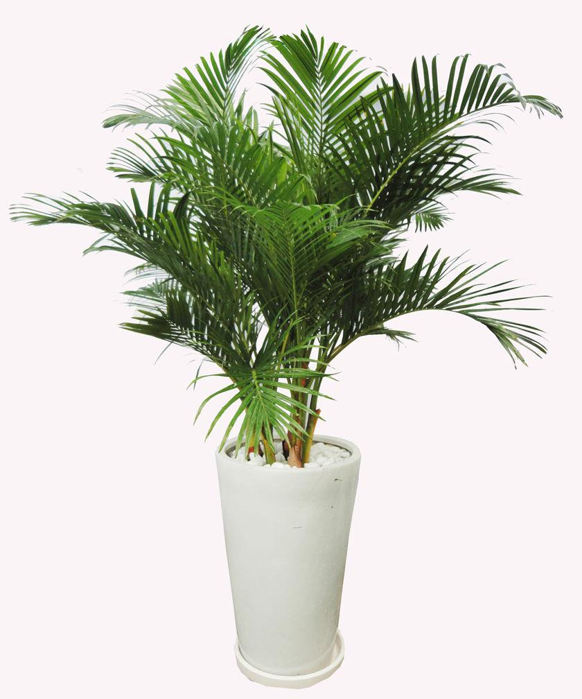  Trong phong thủy, cây dừa cảnh còn giúp đem lại vận khí tốt cho ngôi nhà, giúp cho mỗi thành viên trong gia đình luôn gặp may mắn, suôn sẻ trong công việc, gặp điều tốt trong cuộc sống, tiền tài, tài lộc đầy nhà.