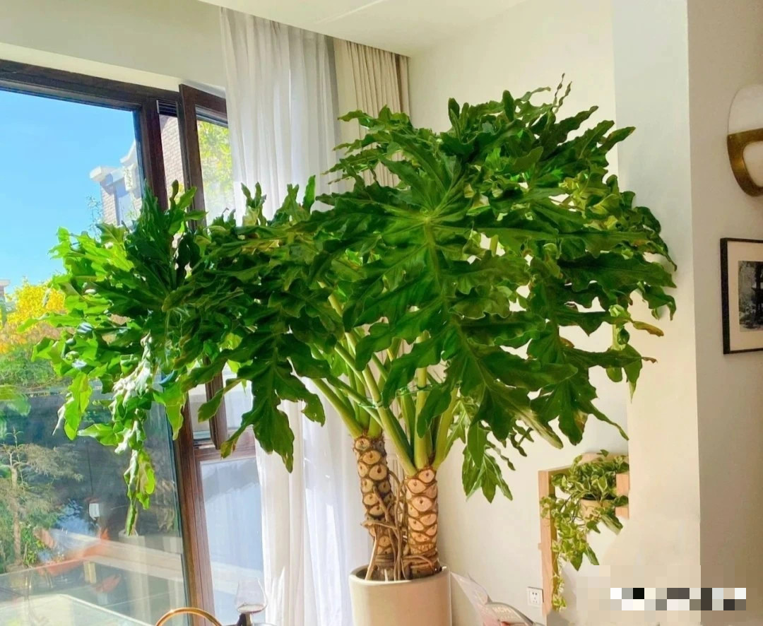 Loại cây cảnh này tuy để ngắm lá nhưng lá cây vô cùng duyên dáng, thanh thoát, xanh mướt, chịu bóng râm, rất dễ nuôi. Dù được đặt trong nhà hay trong khu vườn nhỏ của bạn thì cây cảnh này đều nổi bật, độc đáo, tươi tốt và đẹp mắt. 