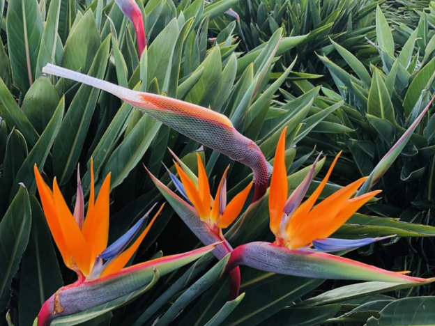 Lá của cây cảnh thiên điểu có thể rất to, to bằng lá chuối. Đối với cây xanh nói chung, lá càng lớn thì khả năng thanh lọc không khí, hút bụi càng tốt. Ngoài vẻ ngoài đẹp ấn tượng, cây cảnh thiên điểu mang ý nghĩa hạnh phúc, điềm lành, là loài cây xanh có khả năng thanh lọc không khí tốt, được nhiều người ưa thích. 