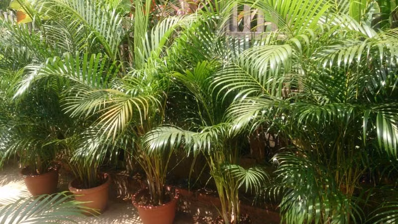 7. Cây dừa cảnh: Dừa cảnh (Dypsis lutescens) à một loại cây xanh lớn trong nhà, cây cao và có lá xoay tròn, giống như một con phượng hoàng lớn, dáng cây rất duyên dáng và được nhiều người thích. 