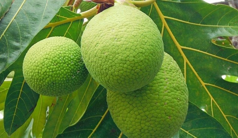 Đặt cây cảnh này trong phòng khách sẽ tạo nên ấn tượng đặc biệt, sang trọng. Tuy nhiên, chúng là cây lớn nên có thể phát triển chạm nóc nhà trong 1 mùa hè.