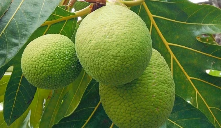 Đặt cây cảnh này trong phòng khách sẽ tạo nên ấn tượng đặc biệt, sang trọng. Tuy nhiên, chúng là cây lớn nên có thể phát triển chạm nóc nhà trong 1 mùa hè.