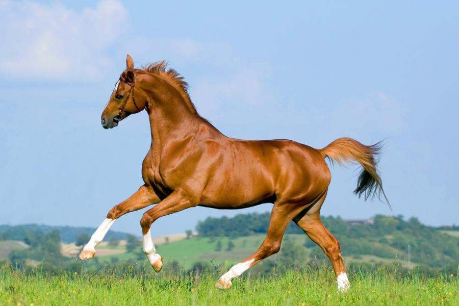 Con giáp tuổi Ngọ cũng sẽ có nhiều thời gian để đồng hành cùng gia đình trong năm nay. Gia đình trở thành chỗ dựa vững chắc cho họ. 