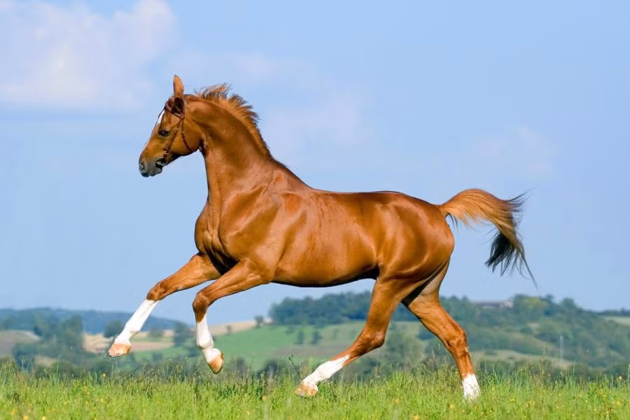 Con giáp tuổi Ngọ cũng sẽ có nhiều thời gian để đồng hành cùng gia đình trong năm nay. Gia đình trở thành chỗ dựa vững chắc cho họ. 