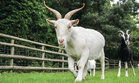  6. Dê. Người tuổi Mùi gặp nhiều may mắn về tài chính, đặc biệt là sự giàu có, họ rất linh hoạt và luôn có thể tìm ra nhiều cách khác nhau để kiếm tiền. 