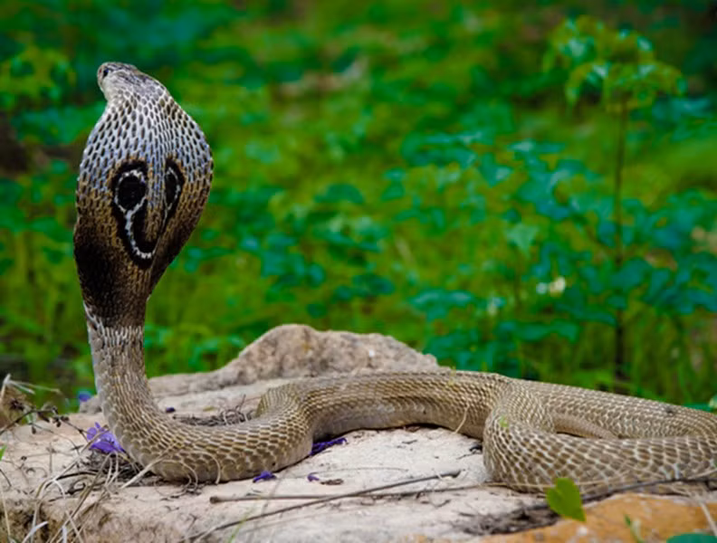 Indian Cobra ( rắn hổ mang Ấn Độ), được tôn kính trong thần thoại và văn hóa Ấn Độ, và thường được những người thôi miên rắn sử dụng