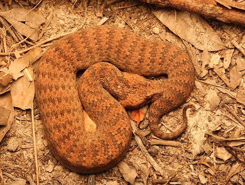 Kimberley Death Adder, một loài rắn tử thần với cái đầu hình tam giác, thân dài 50cm và có độc tính cao. Nọc độc của chúng là chất độc thần kinh nguy hiểm nhất trên thế giới, có thể gây tê liệt và tử vong trong vòng 6 giờ dù có được cứu chữa ngay sau đó.