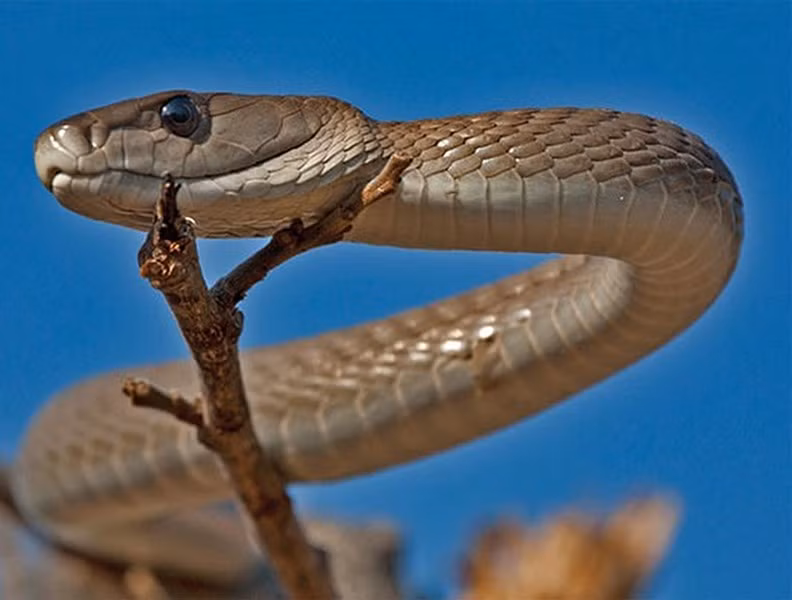 Mamba đen (Black Mamba) là loài rắn đặc hữu của vùng Đông và Nam châu Phi. Đối với người dân châu Phi, mamba đen là loài rắn đáng sợ nhất, gây nên nỗi ám ảnh kinh hoàng với biệt danh "nụ hôn thần chết". Vết cắn của chúng có khả năng gây chết người chỉ trong 15 phút.