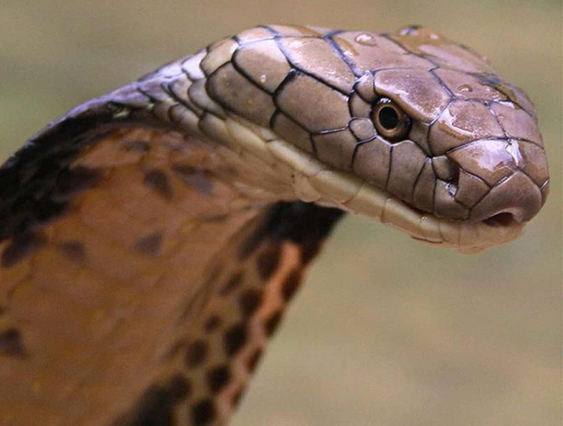 Tan muc 10 loai ran doc nhat hanh tinh, Viet Nam so huu mot loai-Hinh-10