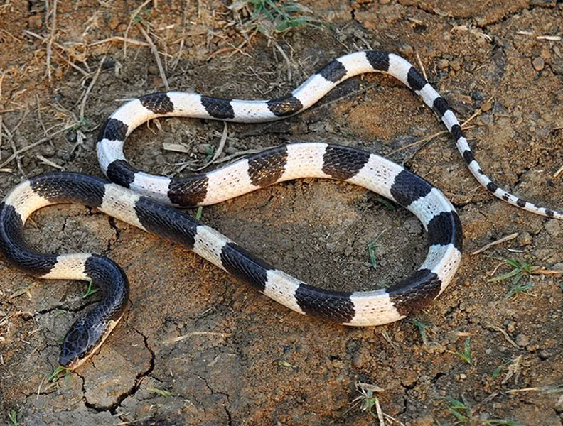 Blue Krait có chiều dài lớn nhất vào khoảng 160 cm và nọc độc có thể mạnh hơn nọc độc của rắn hổ mang thường đến 16 lần. Nếu bị loài rắn này cắn, nạn nhân sẽ không chết ngay lập tức mà bị các cơn đau, khó thở, co giật hàng giờ liền hành hạ, rồi sau đó mới chết hẳn.