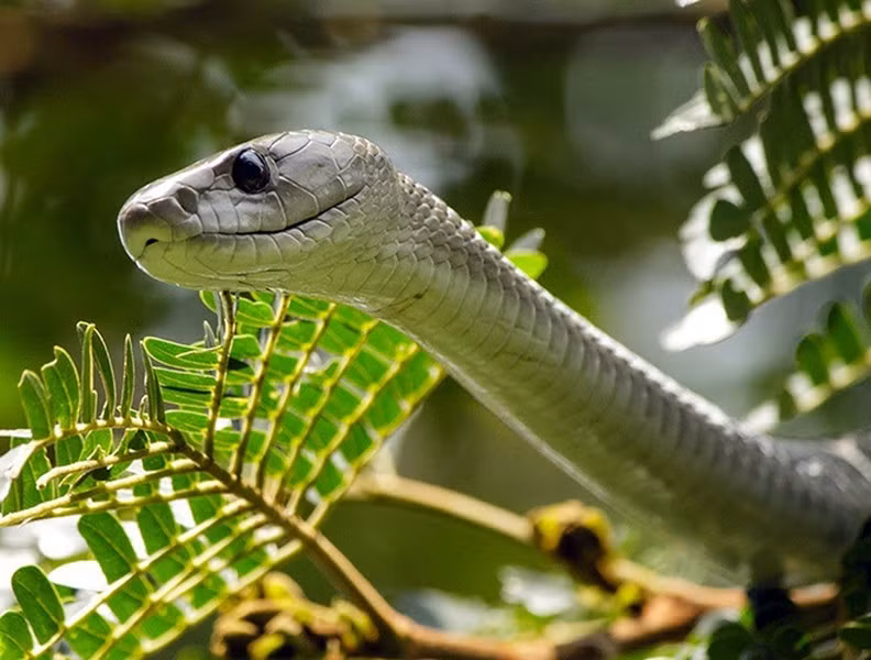 Loài rắn này thường có vẻ ngoài màu olive, xám, xanh cùng khoang miệng đen ngòm luôn dùng đe dọa con mồi và tự vệ. Với cái đầu hình chữ nhật, loài rắn này còn được gọi là "cỗ quan tài di động". Mamba đen trưởng thành có thể dài từ 2,5m đến 4m,
