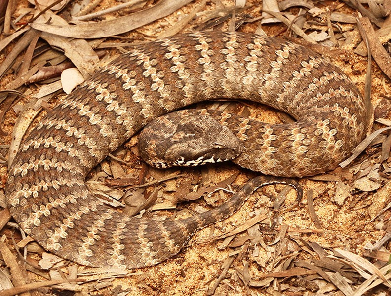 Tan muc 10 loai ran doc nhat hanh tinh, Viet Nam so huu mot loai-Hinh-4