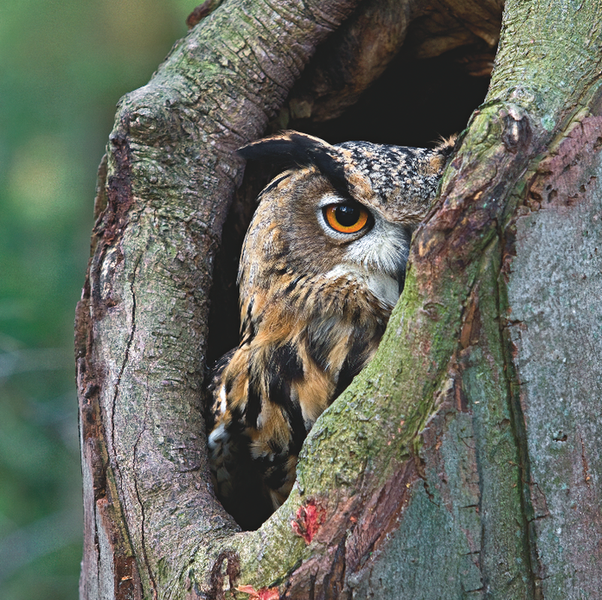 Theo quan niệm cũ, “vành tai” cú có tác dụng truyền âm giống như vành tai ở các loài thú. Tuy nhiên, các công trình nghiên cứu mới lại khẳng định cái “vành tai” này không liên quan gì đến thính giác.