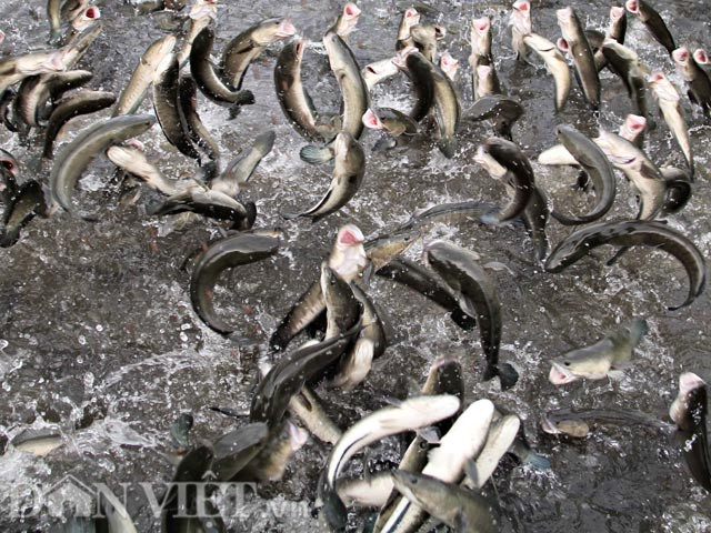 Cá nhảy khỏi mặt nước hồ Linh Đàm, chuyên gia cho biết lý do - Hình 3 Ca nhay khoi mat nuoc ho Linh Dam, chuyen gia cho biet ly do-Hinh-3