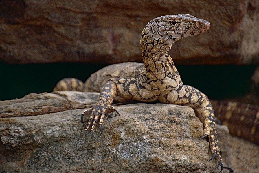 Kỳ đà khổng lồ Úc (Varanus Giganteus) dài 2,5 mét, là loài thằn lằn lớn nhất Australia, sống ở các vùng khô hạn của châu lục này. Dù kích thước lớn, chúng khá nhút nhát. Nước bọt của loài này có độc tính nhẹ.