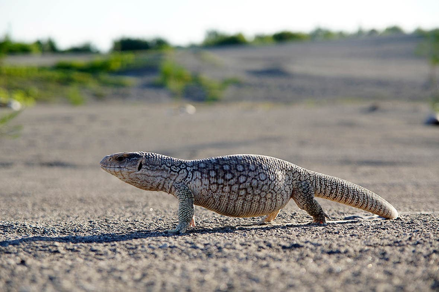 Kỳ đà xavan (Varanus exanthematicus) dài 1,3 mét, sống trong sinh cảnh xavan ở khu vực châu Phi Hạ Sahara. Chúng có các chi mạnh mẽ dùng để đào bới, bộ hàm khỏe và răng cùn, giống như răng cưa.