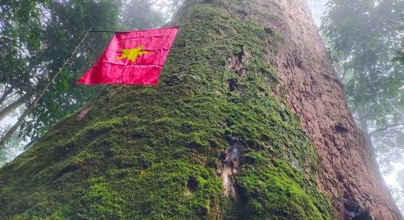 Loài cây này không chỉ có ý nghĩa về mặt khoa học mà còn có giá trị kinh tế rất cao. Gỗ sa mu dầu là loại gỗ quý, bền, ít mối mọt, có mùi hương đặc trưng, vân gỗ rất đẹp. Sa mu dầu đang đối mặt với nguy cơ đe dọa tuyệt chủng và cần sự ưu tiên trong công tác bảo tồn.