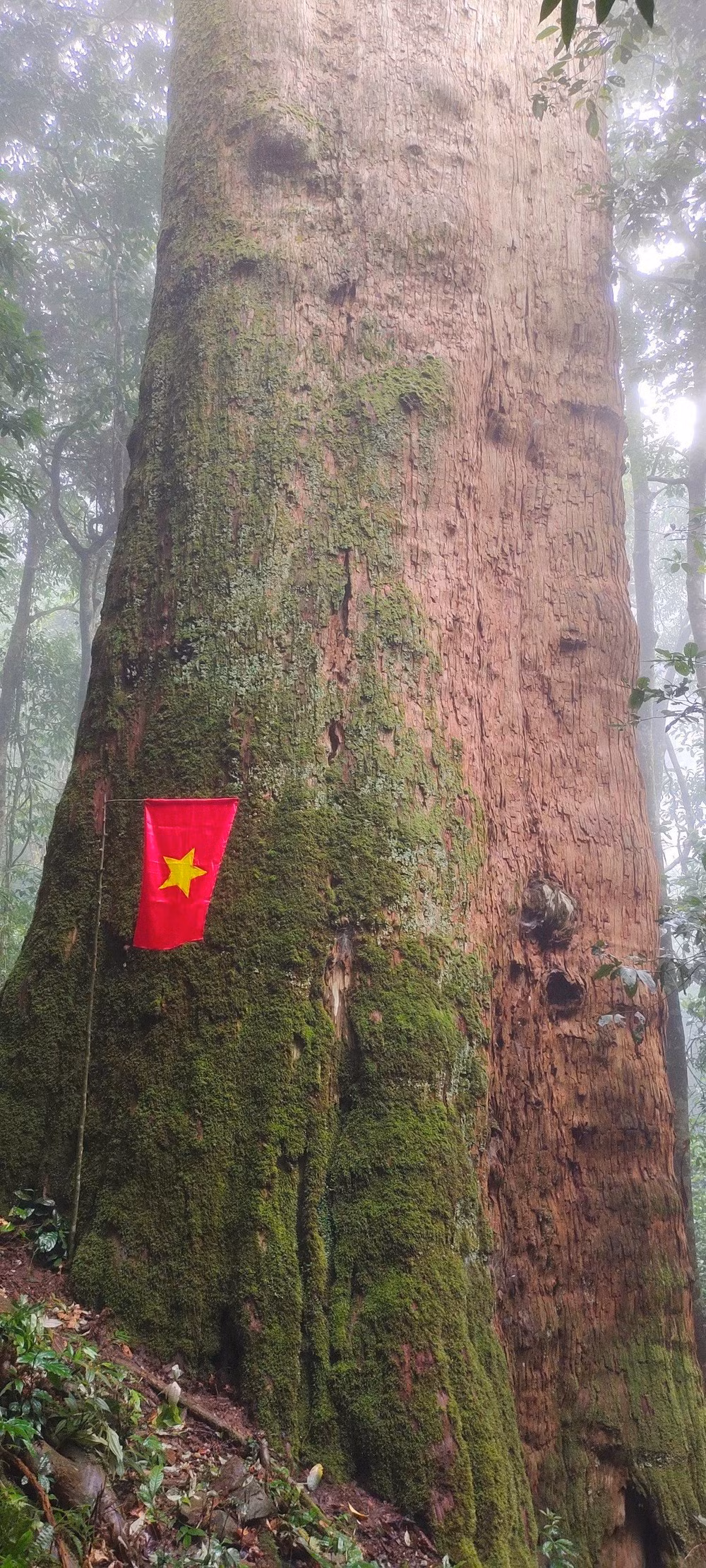 Gỗ Sa mu dầu là loại gỗ quý, bền, ít mối mọt, có mùi thơm đặc trưng, hoa vân, màu sắc rất đẹp. Sa mu dầu đang đối mặt với nguy cơ đe dọa tuyệt chủng và cần sự ưu tiên trong công tác bảo tồn.