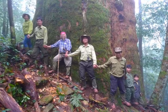  Trong Vườn quốc gia Pù Mát có “cụ” cây Sa mu dầu cổ thụ với hơn 2.000 năm tuổi. Cây được một nhóm chuyên gia điều tra về đa dạng sinh học phát hiện vào năm 1998. Tháng 10/2010, cây Sa mu dầu này được Hội Bảo vệ thiên nhiên và Môi trường Việt Nam công nhận là Cây di sản Việt Nam.