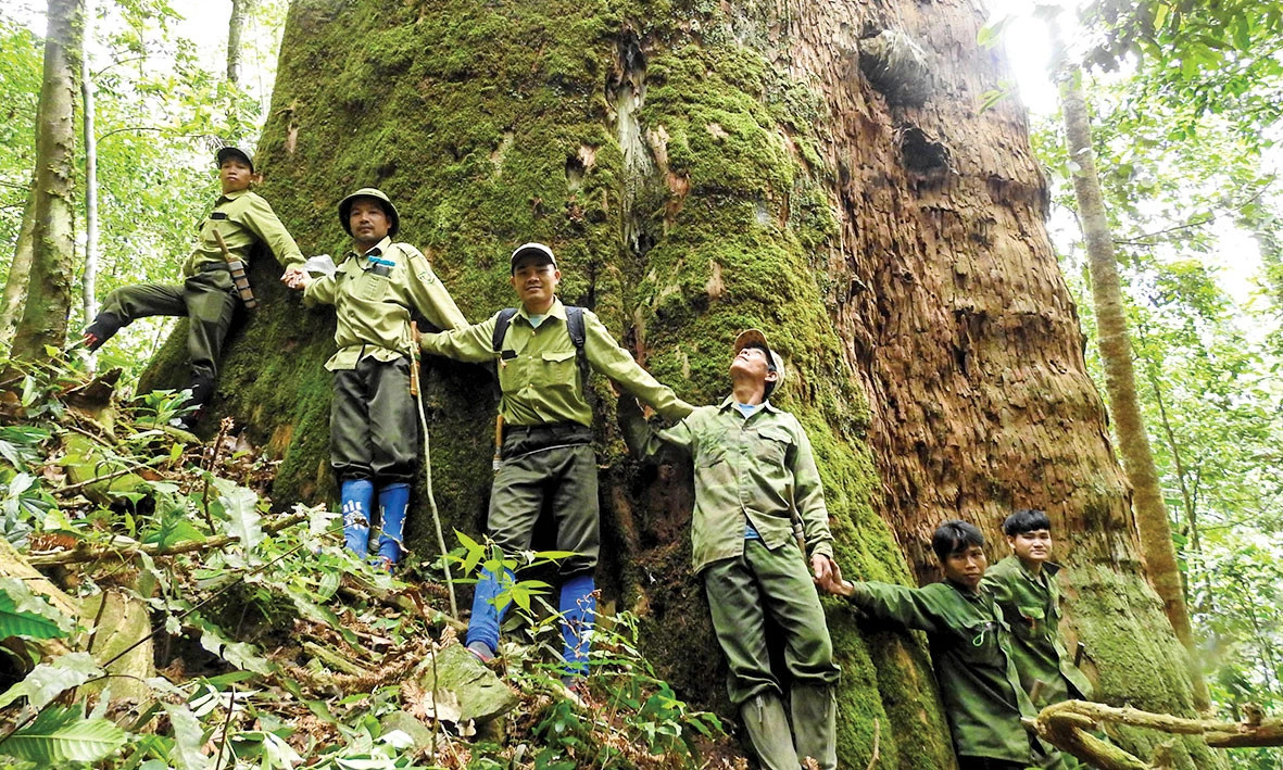 Sa mu dầu là nguồn gen quý hiếm thuộc nhóm 1A trong Danh mục thực vật rừng, động vật rừng nguy cấp, quý hiếm và được ghi trong Sách Đỏ Việt Nam. Loài cây này không chỉ có ý nghĩa về mặt khoa học mà còn có giá trị kinh tế rất cao.