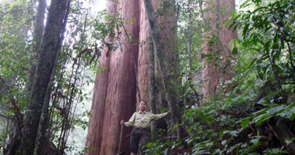 Vườn quốc gia Pù Mát còn được xác định là vùng lõi của Khu Dự trữ sinh quyển miền Tây Nghệ An do UNESCO công nhận năm 2007.