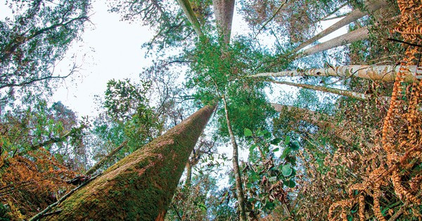 Cây Sa mu dầu có tên khoa học là Cunninghamia konishii Hayata, thuộc họ Hoàng đàn (Cupressaceae). Đồng bào dân tộc Thái tại huyện Con Cuông (Nghệ An) gọi cây này là cây Mậy Pẹc.