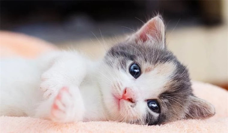  Con giáp này có thái độ tích cực với cuộc sống và luôn có khả năng thu hút những điều tốt đẹp và các mối quan hệ. 