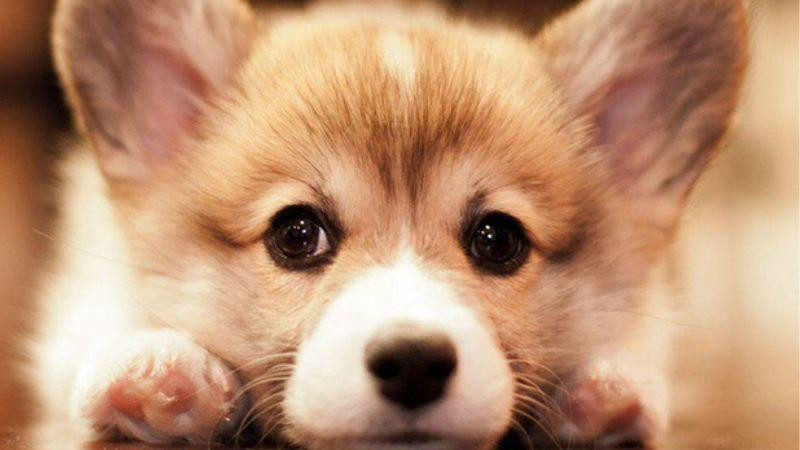 Về mặt tình cảm, với người độc thân, họ sẽ gặp nhiều may mắn trong chuyện tình cảm và gặp "nửa kia" như ý. Con giáp tuổi Tuất đã kết hôn cần chú ý đến việc giao tiếp với bạn đời, giải quyết mâu thuẫn và kịp thời và làm sâu sắc thêm mối quan hệ của họ.