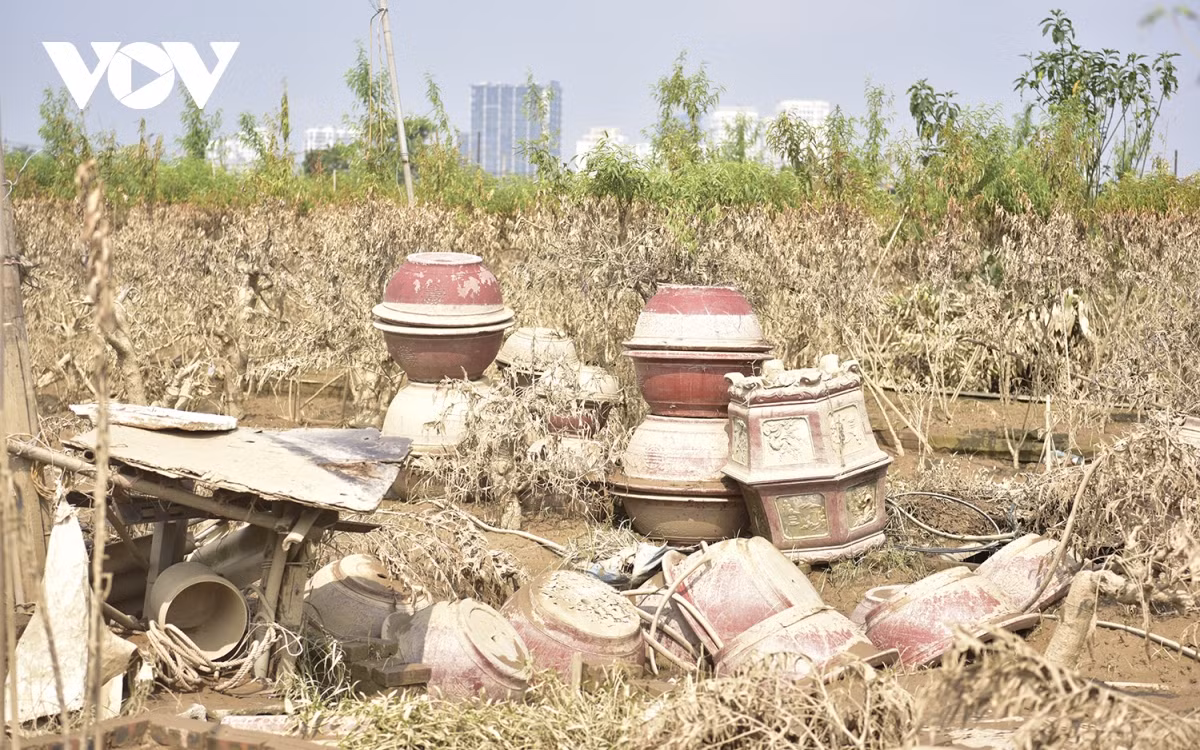 br/> Nhiều hộ dân có vườn ở xa đê hầu như không kịp cứu do quá nhiều cây, ruộng rộng và thời gian thì rất gấp, nhân lực không đủ.