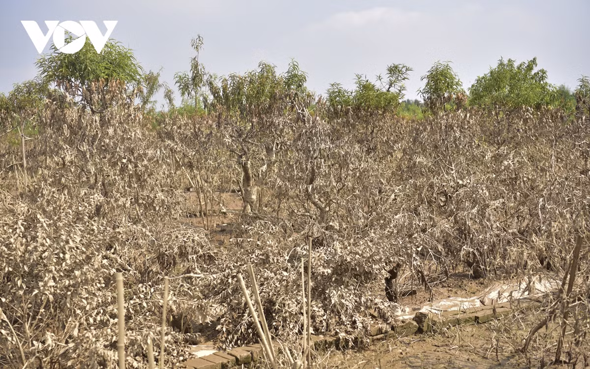 br/> Trong đó có 12 ha khu vực bãi đá Sông Hồng; 8,5 ha khu vực đấu giá cho thuê quyền sử dụng đất mục đích sản xuất nông nghiệp; 5 ha đất nông nghiệp của các hộ dân; đặc biệt có khoảng 20.000 cây hoa đào bị ngập nước.