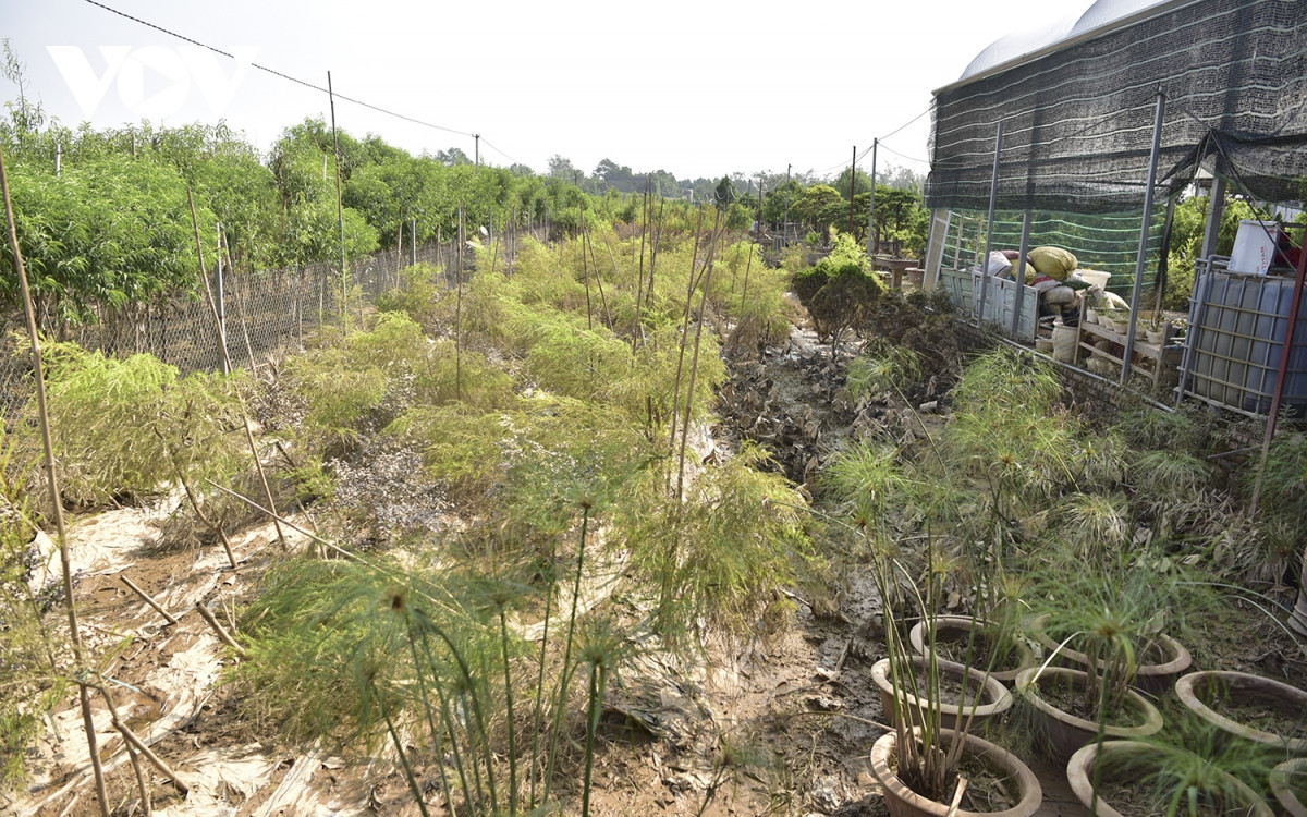 br/> Các vườn hoa ở Nhật Tân cũng tan hoang sau lũ