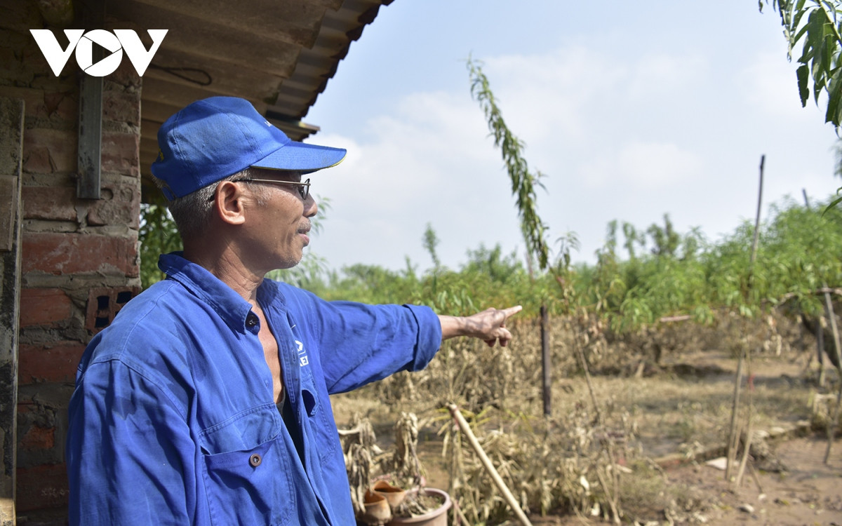 Ra thăm đồng, trước cảnh vườn đào gần như bị xóa sổ, ông Nguyễn Mạnh Hùng, chủ vườn đào Nhật Tân (phường Nhật Tân, quận Tây Hồ, Hà Nội) cũng đành ngậm ngùi chấp nhận. Ông chỉ biết cảm thán “thiên tai đành phải chấp nhận thôi, chứ biết làm thế nào bây giờ. Thiệt hại nhiều quá”.