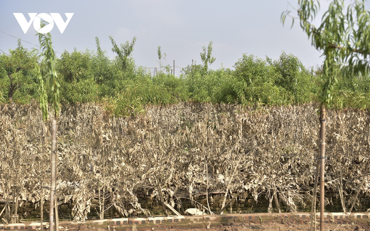 Càng gần bờ sông, các vết đổi màu trên cây càng rõ hơn, cho thấy vườn bị ngập rất sâu