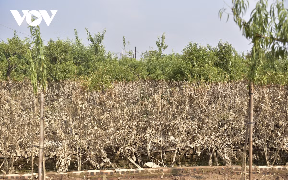 Càng gần bờ sông, các vết đổi màu trên cây càng rõ hơn, cho thấy vườn bị ngập rất sâu