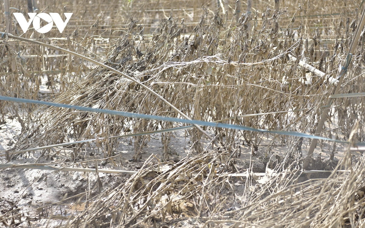 br/> Giờ đây đã tan hoang, héo úa