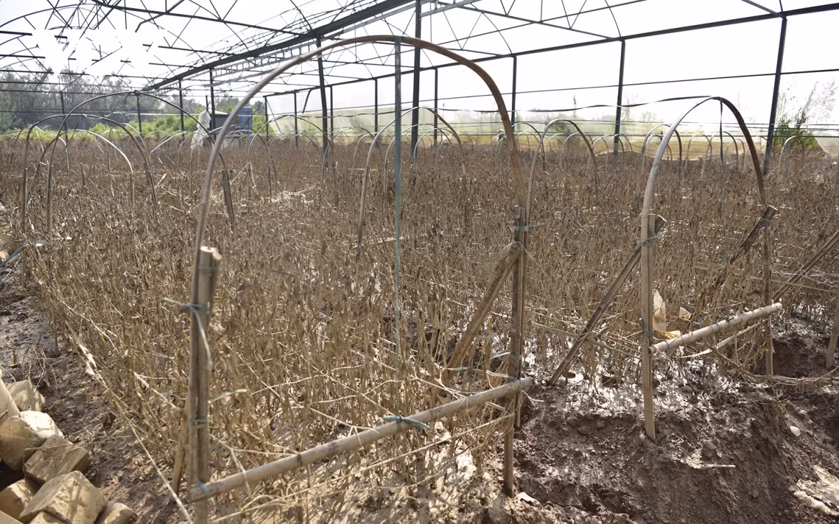 br/> Đây là một vườn hoa Cúc ở Nhật Tân. Nước lũ đã nhấn chìm các vườn hoa thấp