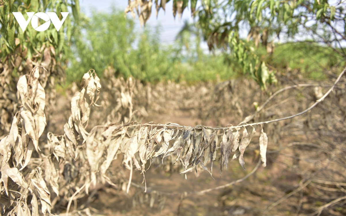 "Nếu nhiệt độ dưới 32 độ thì may ra còn cứu được cây" - người dân làng đào nói.