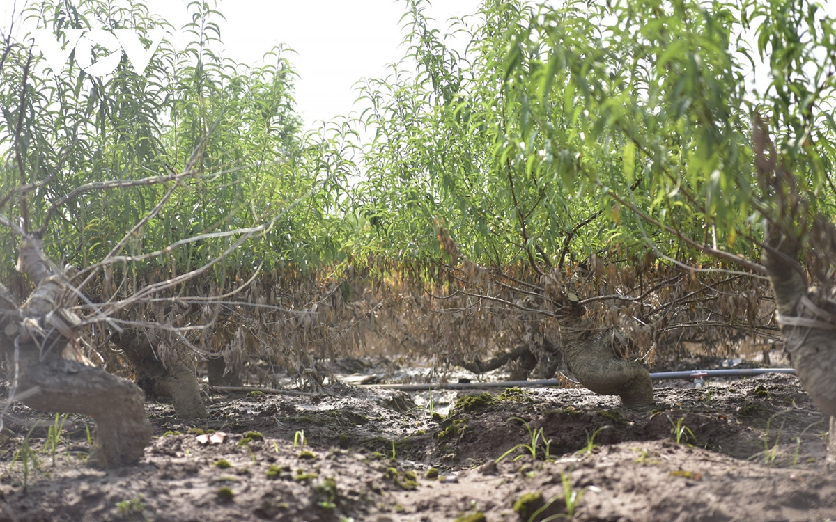 Với những cây độ ngập thấp, người dân mong muốn gỡ gạc, nhưng nếu thời tiết quá nắng thì cây sẽ héo dần, không cứu được