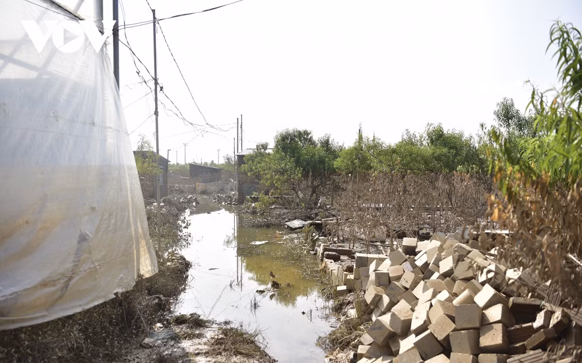 Sau những ngày mưa nhiều, ngập lụt lớn, đến hôm nay trời nắng to, nhiệt độ từ 30 đến 33 độ C, nước sông Hồng rút dần, tại các vườn đào Nhật Tân, các vệt nước ngập còn đọng lại ở các lối ra vào vườn.