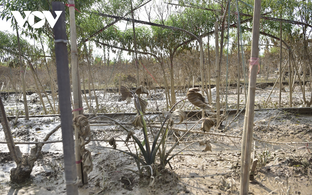 Đi khắp cánh đồng Nhật Tân, đâu đâu cũng thấy những bùn đất đọng lại ở phần dưới của cây.